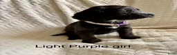 Cockapoo dogs for sale: F1B READY TO LEAVE NOW! - Advert 2