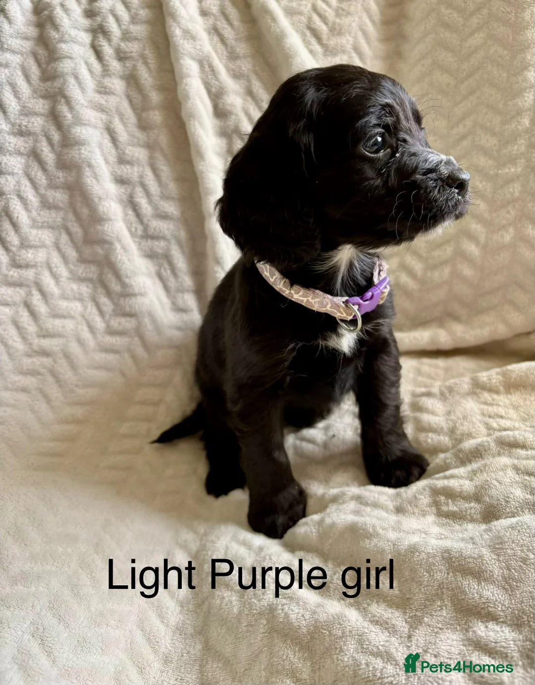 Cockapoo dogs for sale: F1B READY TO LEAVE NOW! - Advert 2