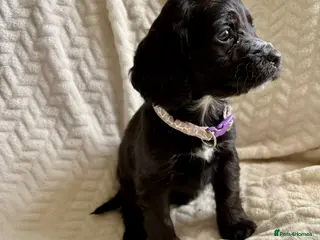 Cockapoo dogs Cockerpoo puppies **Ready 28th April** - Advert 6