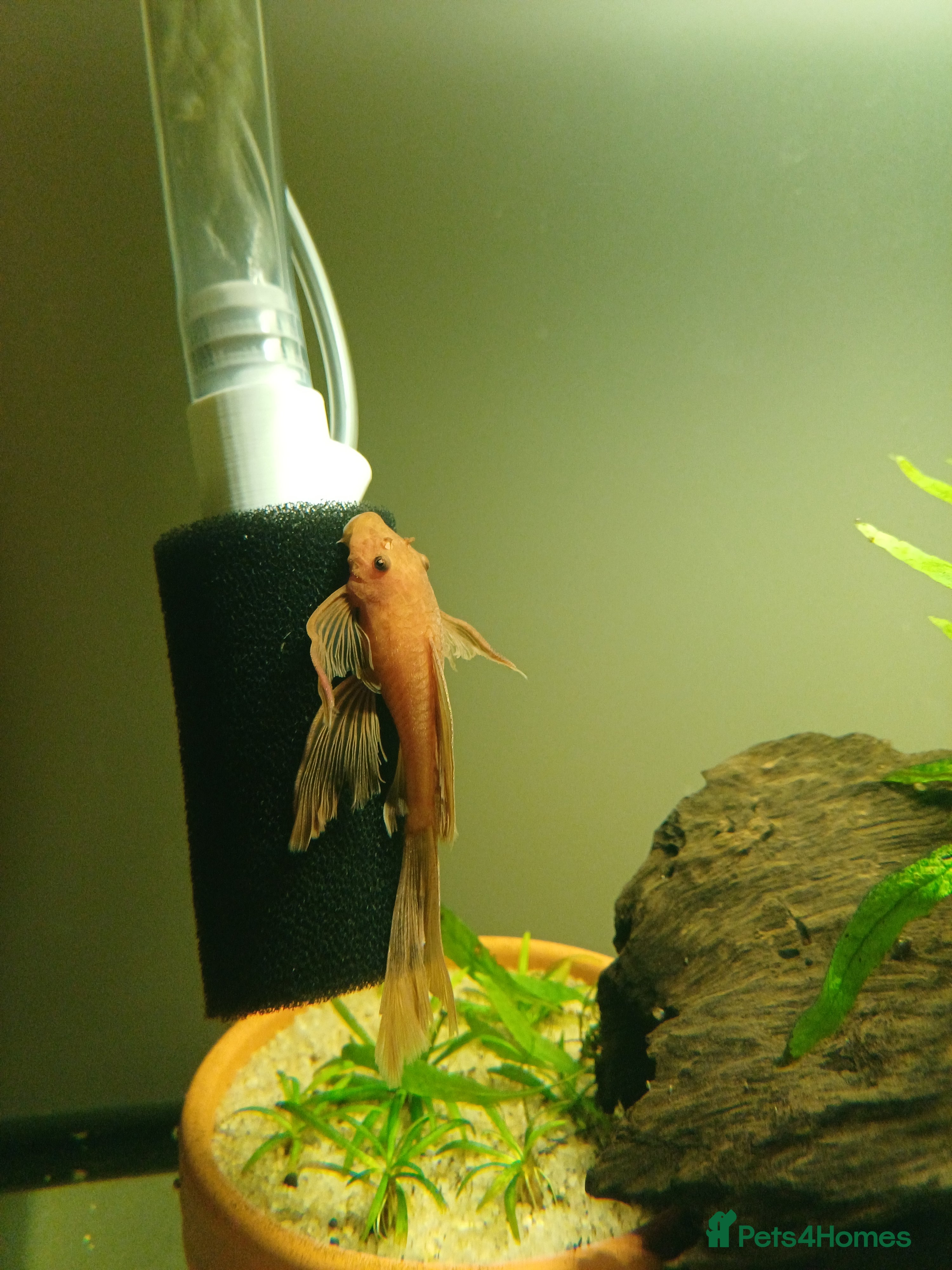 Plecos fish Super red plecos + Shrimp - Advert 1