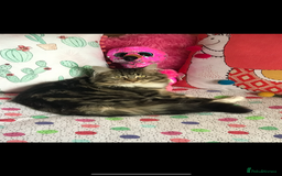 Mixed Breed cats for sale: Maine Coon Cross Kittens  - Image 18