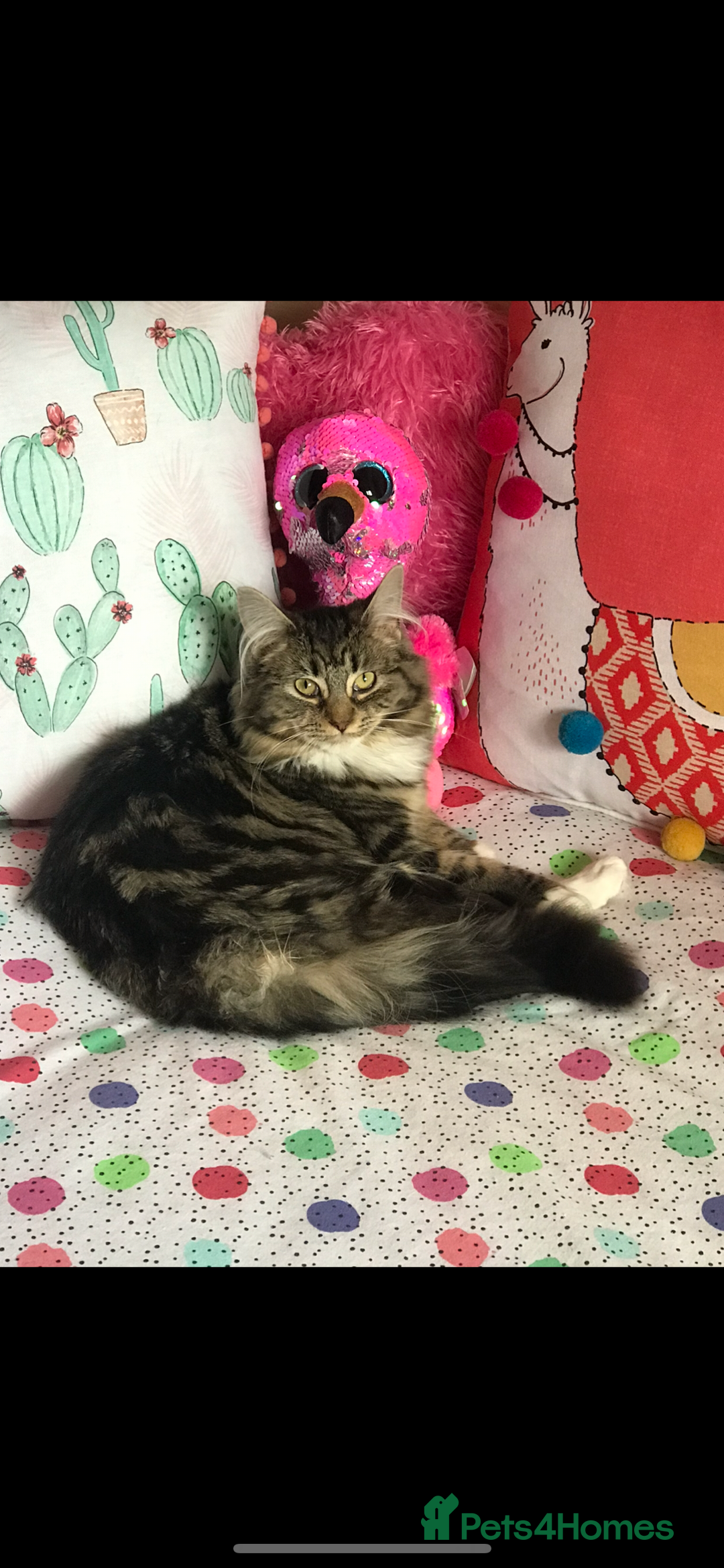 Mixed Breed cats for sale: Maine Coon Cross Kittens  - Image 18
