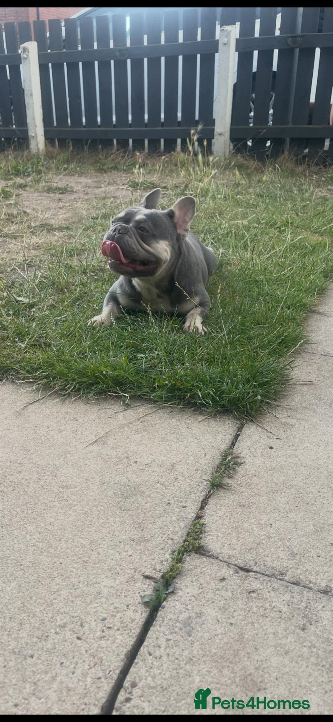 French Bulldog dogs for sale: Lilac and tan French bulldog  - Image 7