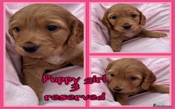 Cocker Spaniel dogs for sale: 5 beautiful show cocker spaniel puppies  - Image 6