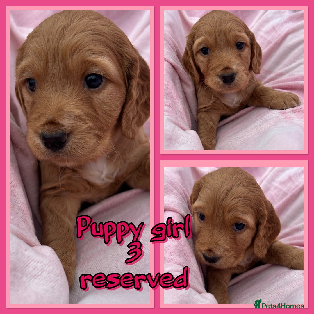 Cocker Spaniel dogs for sale: 5 beautiful show cocker spaniel puppies  - Image 6