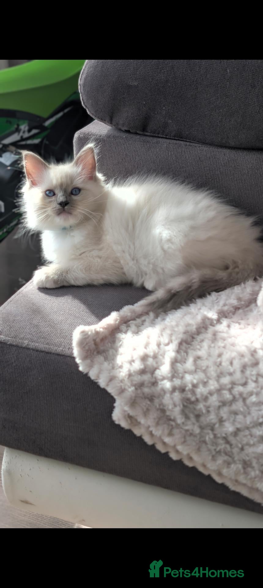 Ragdoll cats Ragdoll Kittens Ready now only one boy left🥰 - Advert 9