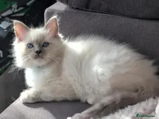 Ragdoll cats Ragdoll Kittens Ready now only one boy left🥰 - Advert 9