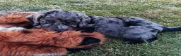 Cockapoo dogs for sale: Only one blue merle girl left, F2B Cockapoo  - Advert 20