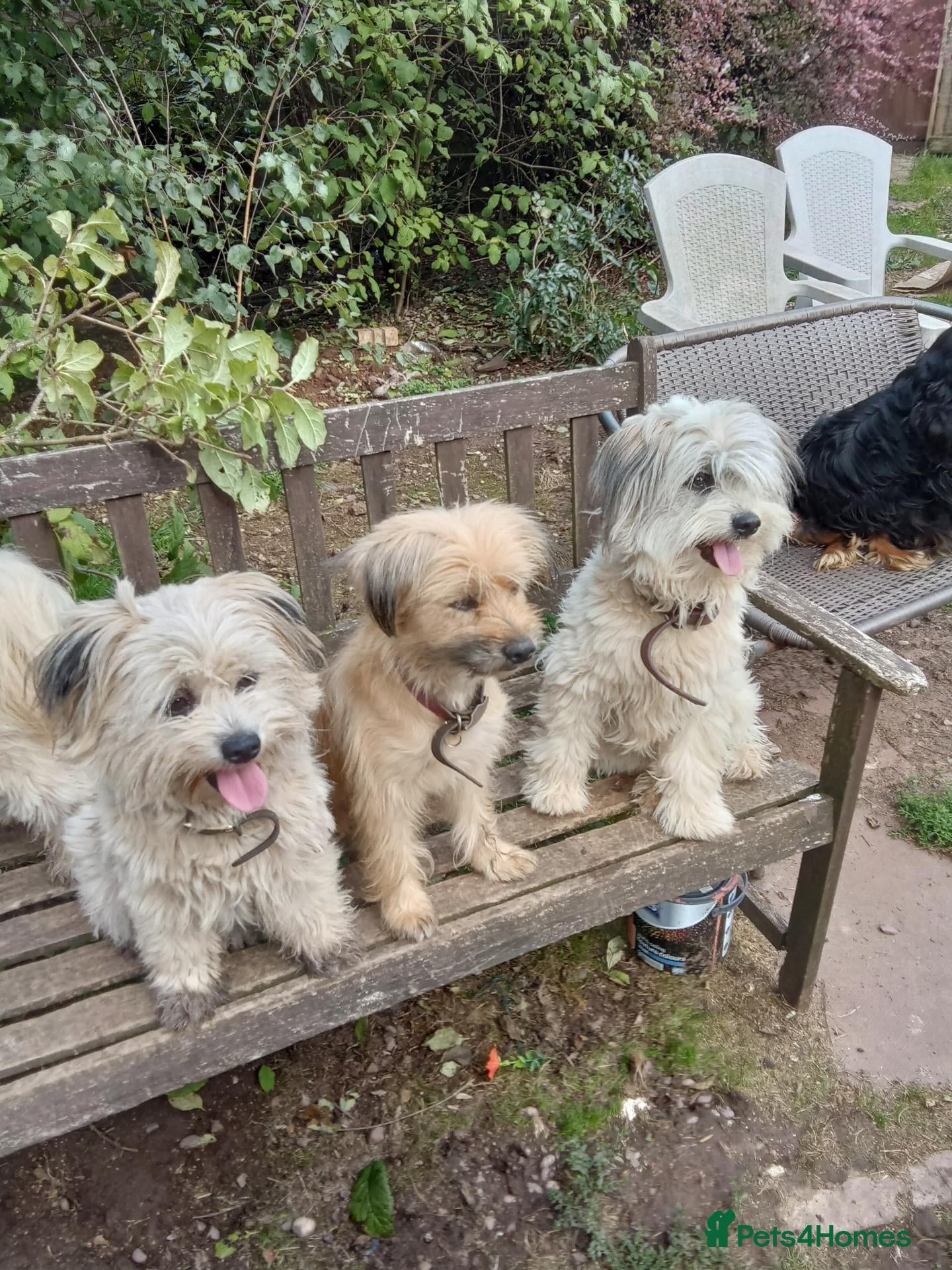 Mixed Breed dogs Unusual maltispitz seeking loving home  - Advert 5