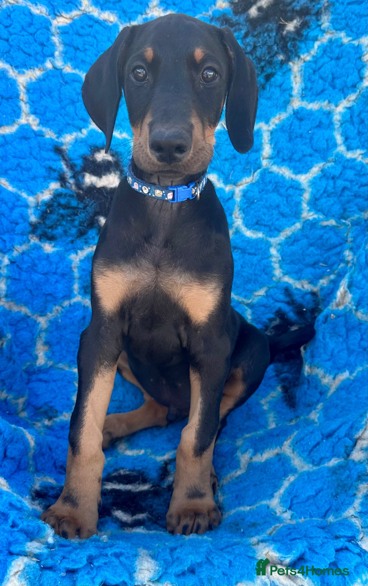 Dobermann dogs KC registered health tested Dobermann puppies  - Advert 2
