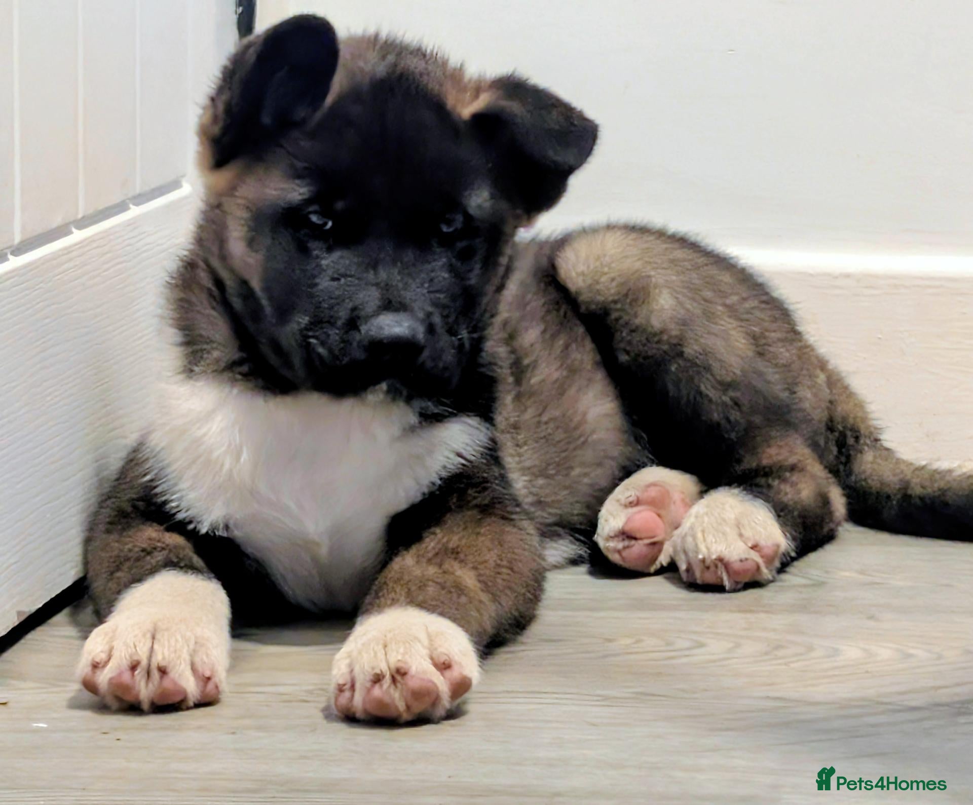 Akita dogs KC registered male akita  - Advert 1