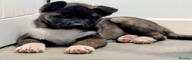 Akita 1