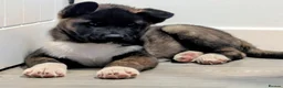 Akita dogs for sale: KC registered male/female American  akita  - Advert 2