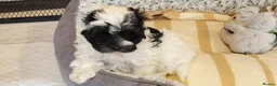 Yorkiepoo dogs for sale: Yorkiepoos 2 Stunning Boys  from Licensed Breeder  - Advert 2
