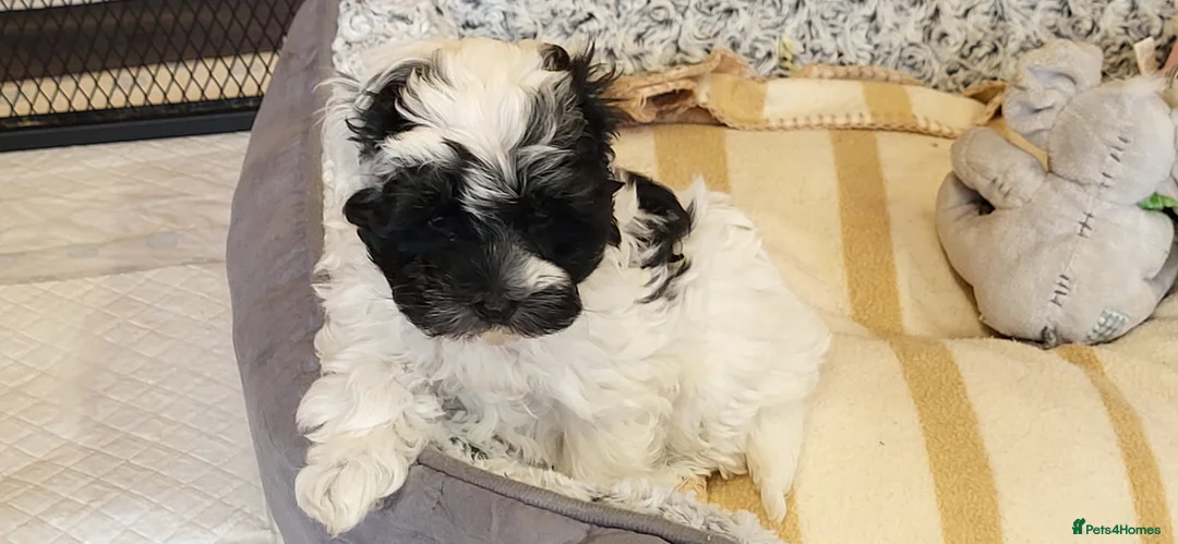 Yorkiepoo dogs for sale: Yorkiepoos 2 Stunning Boys  from Licensed Breeder  - Advert 2