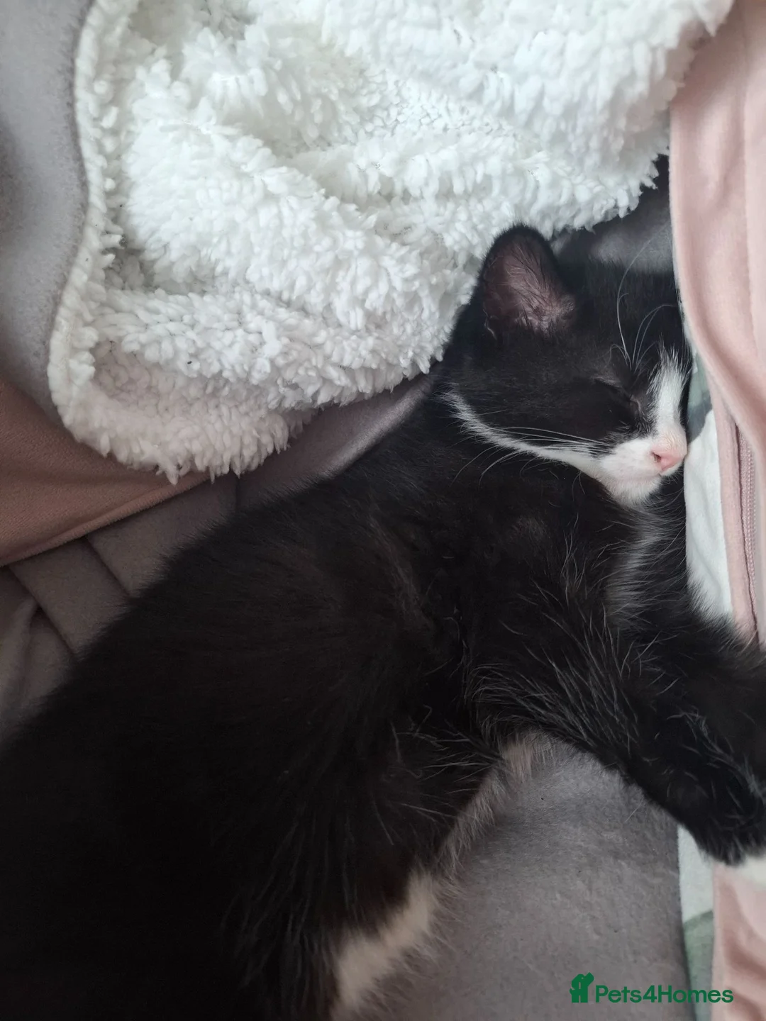 Mixed Breed cats for sale: 2 black kittens are looking for forever home - Advert 8
