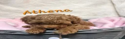 Cockapoo dogs for sale: Beautiful Home-Raised F1b toy Cockapoo Puppies  - Advert 20