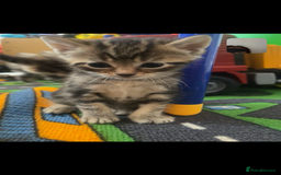 British Longhair cats for sale: Kittens  - Image 2