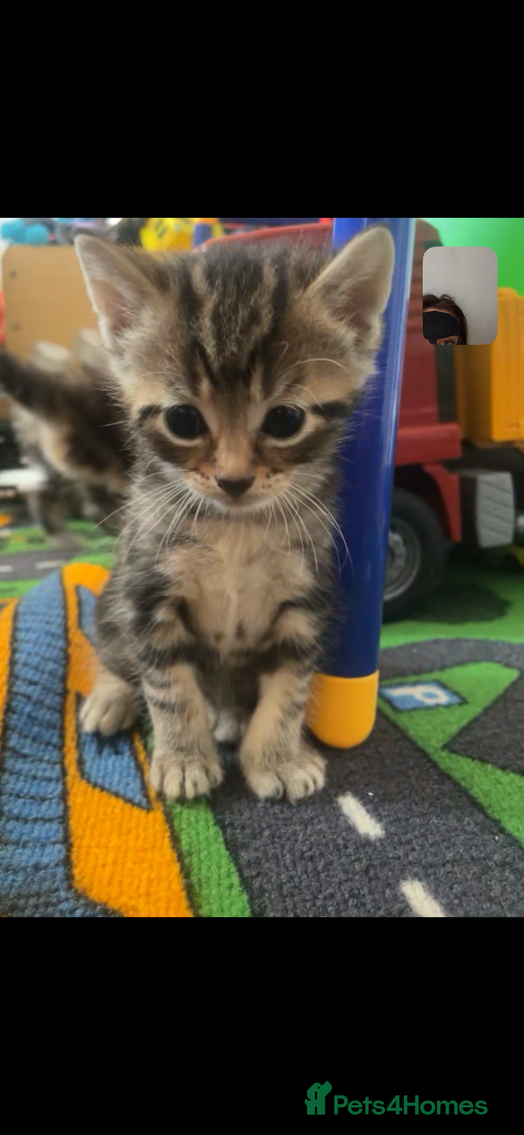 British Longhair cats for sale: Kittens  - Image 2