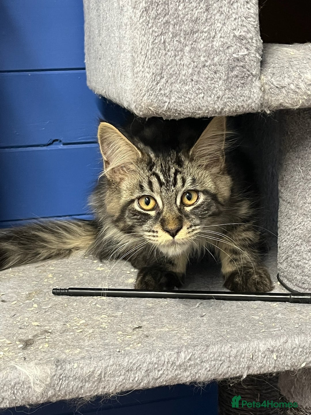 Maine Coon cats for sale: Beautiful Maine Coon kittens for sale - Image 17