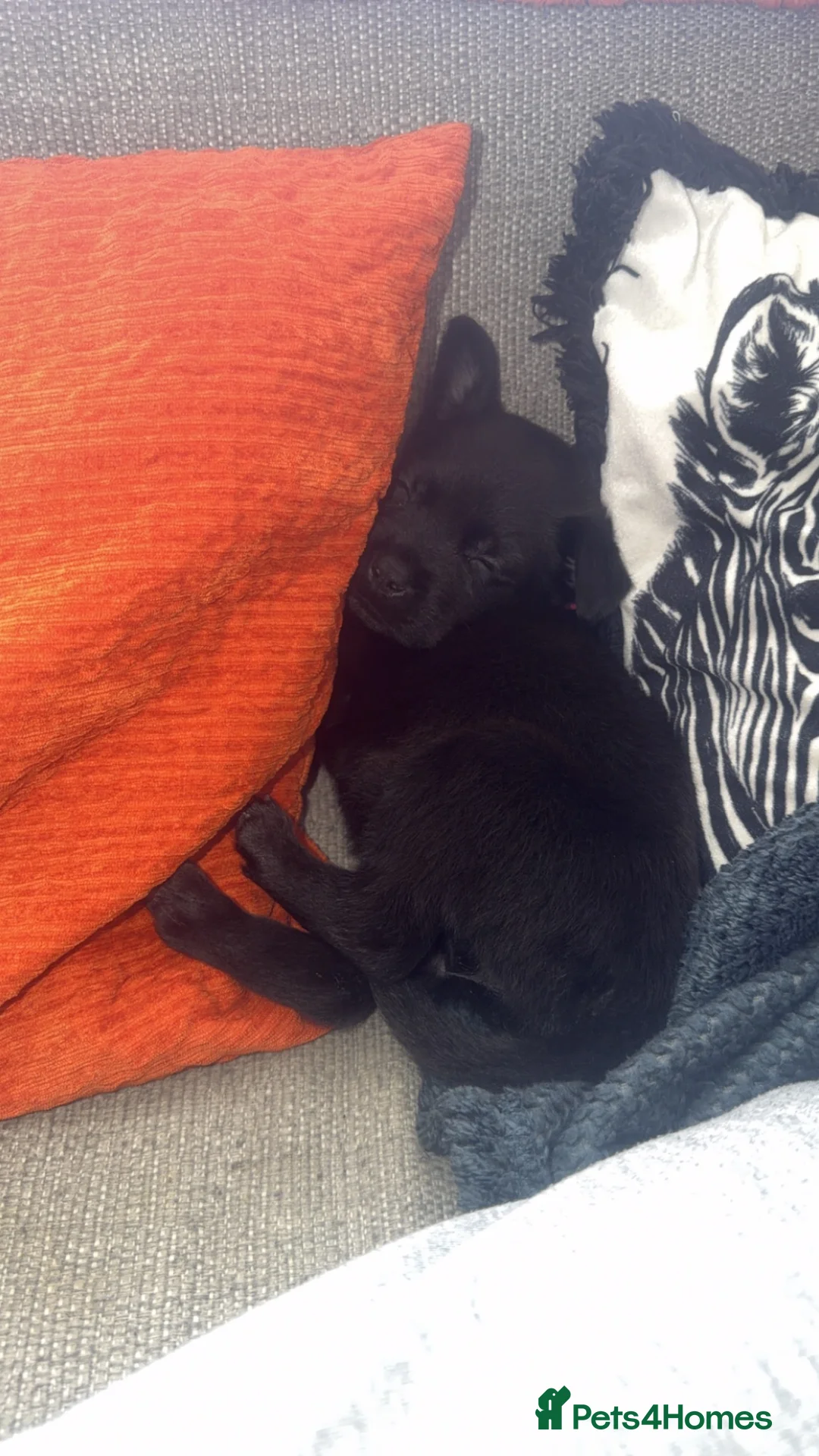 Mixed Breed dogs for sale: Narla  - Advert 2