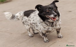 Mixed Breed dogs for adoption: 💖🐶 LYRA 🐶💖 - Image 13