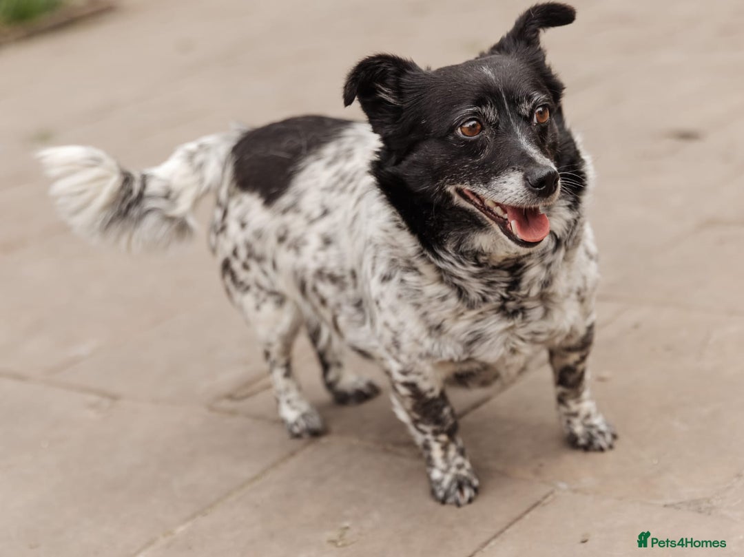 Mixed Breed dogs for adoption: 💖🐶 LYRA 🐶💖 - Image 13