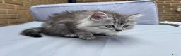 Persian cats for sale: Persian Chinchilla - Advert 7