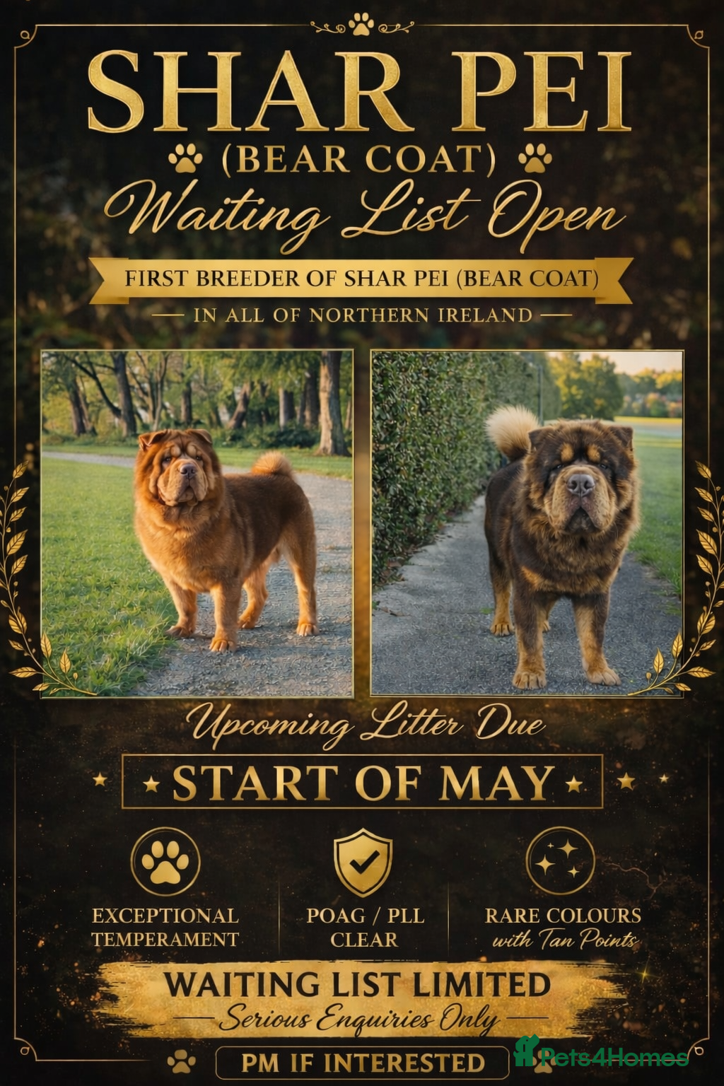 Shar Pei dogs Waiting List Now Open - Advert 13