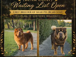 Shar Pei dogs Waiting List Now Open - Advert 13