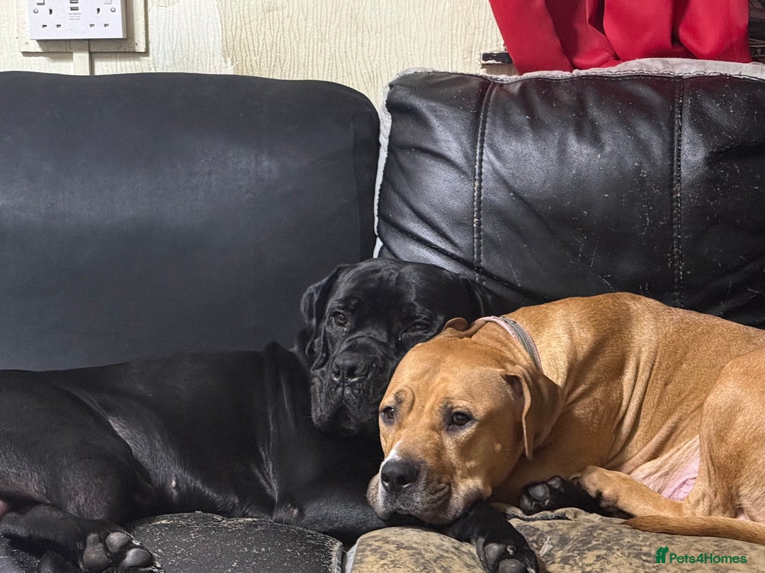 Mixed Breed dogs for sale: Cane corso cross puppies - Advert 3
