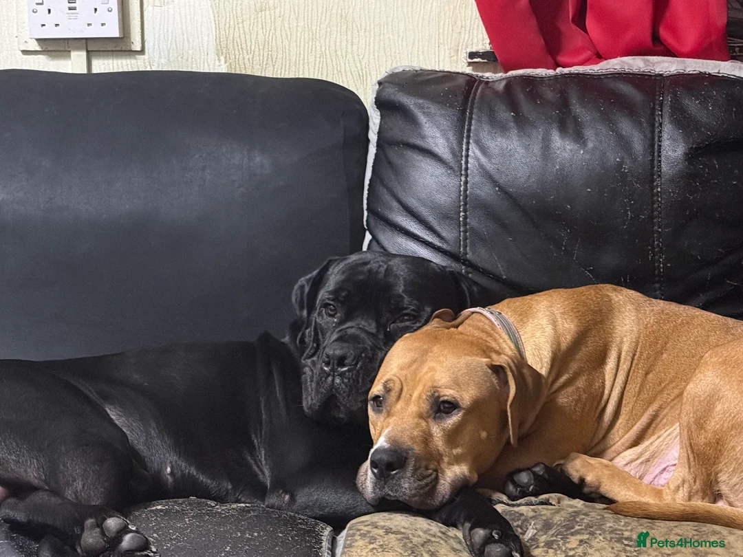 Mixed Breed dogs for sale: Cane corso cross puppies - Advert 3