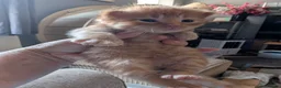 Mixed Breed cats for sale: Bengal x Maine coons kittens  - Advert 15