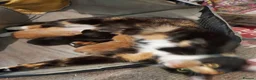 Mixed Breed cats for sale: Four beautiful kittens  in London - Advert 2