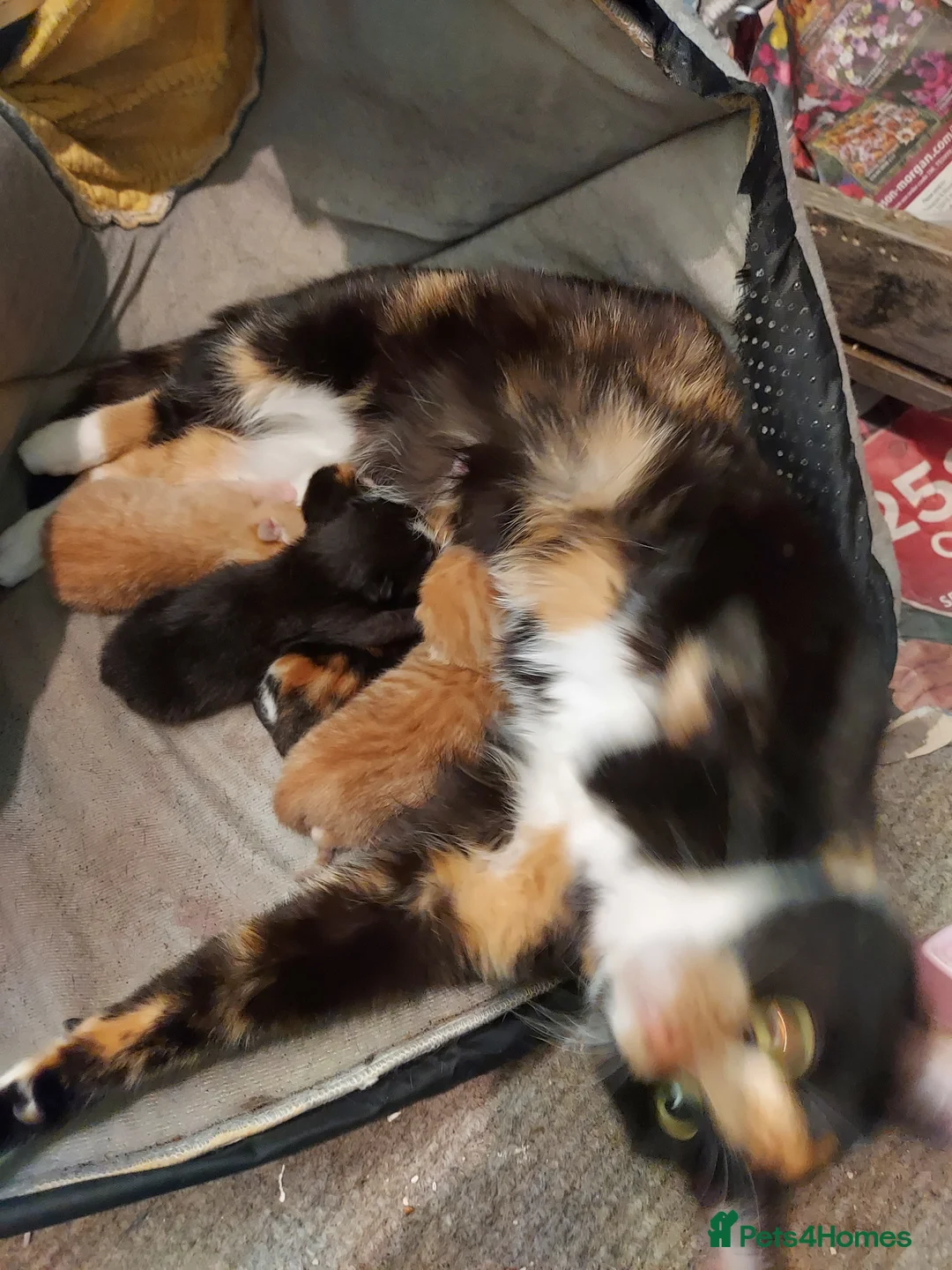 Mixed Breed cats for sale: Four beautiful kittens  in London - Advert 2