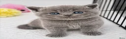 British Shorthair cats for sale: 🐾 Stunning British Shorthair (Blue) Kittens –  🐾 - Advert 3