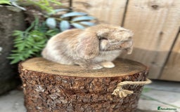 Mini Lop rabbits for sale: ⭐️ FRIENDLY PUREBRED MINI LOP BUNNIES ⭐️ - Image 8
