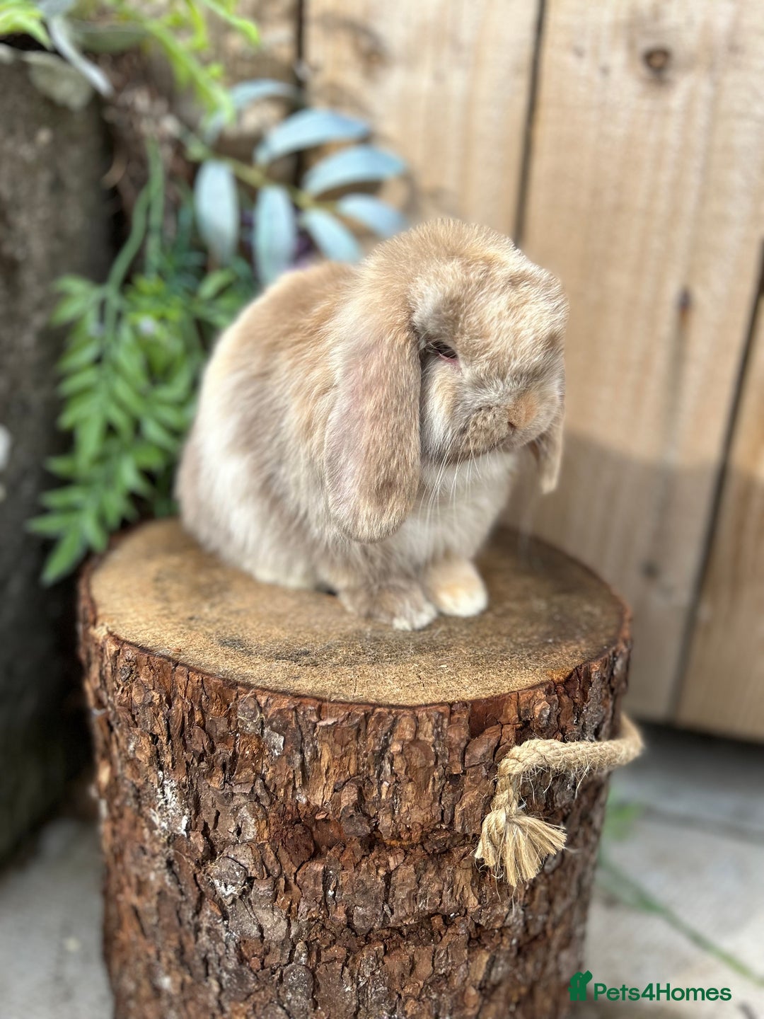 Mini Lop rabbits for sale: ⭐️ FRIENDLY PUREBRED MINI LOP BUNNIES ⭐️ - Image 8