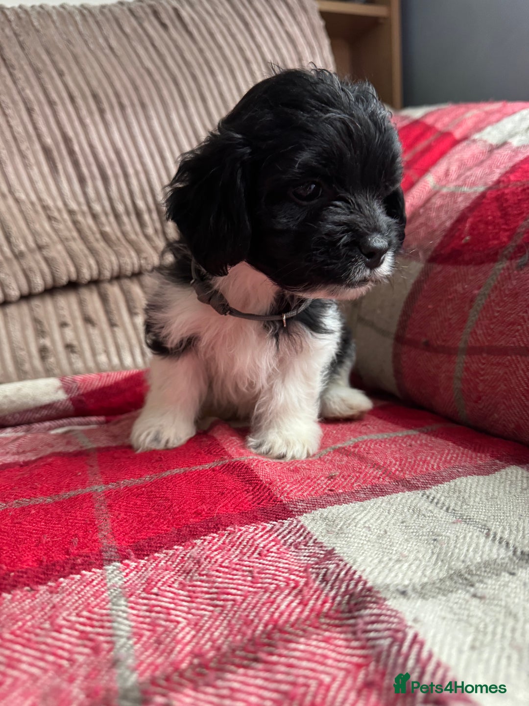 Mixed Breed dogs for sale: 7 Spinger cross Shihpoo puppies - Advert 4