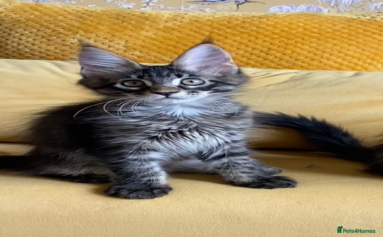 Maine Coon cats in Banbury - Advert 3