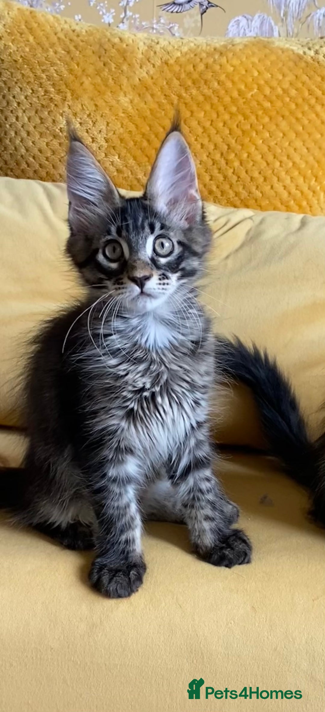 Maine Coon cats for sale: 🏡 GCCF Maine Coon Kittens – Only 1 Available  in Banbury - Image 1
