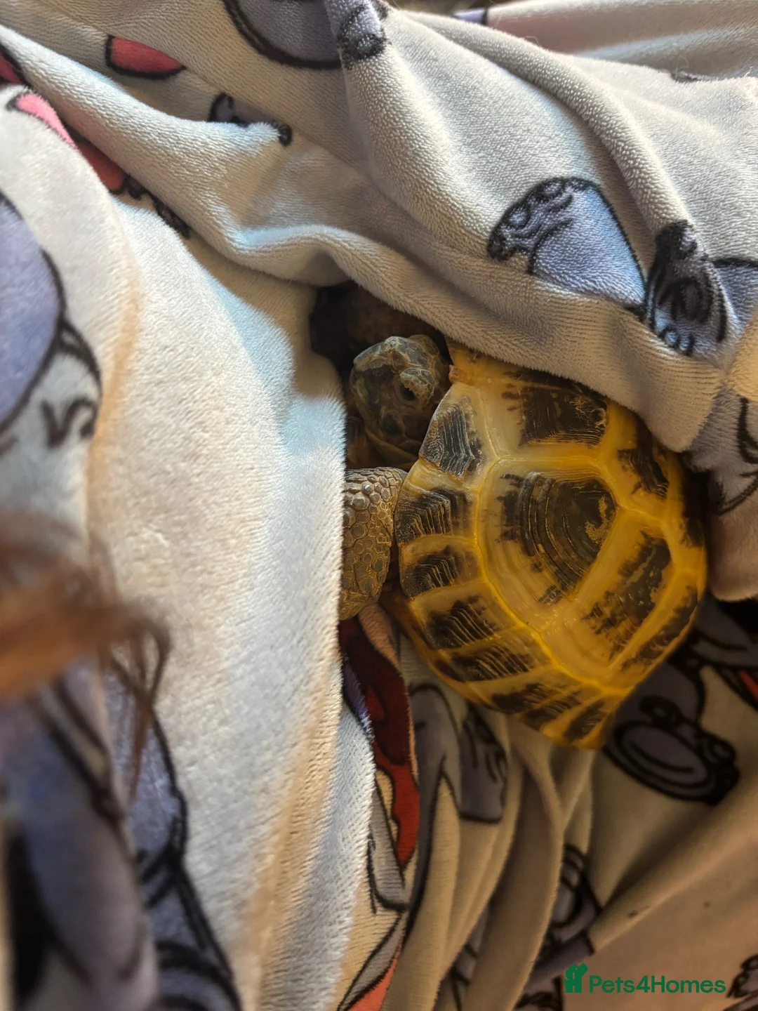 Tortoise reptiles for sale: Horsefield tortoise  in Manchester - Advert 2
