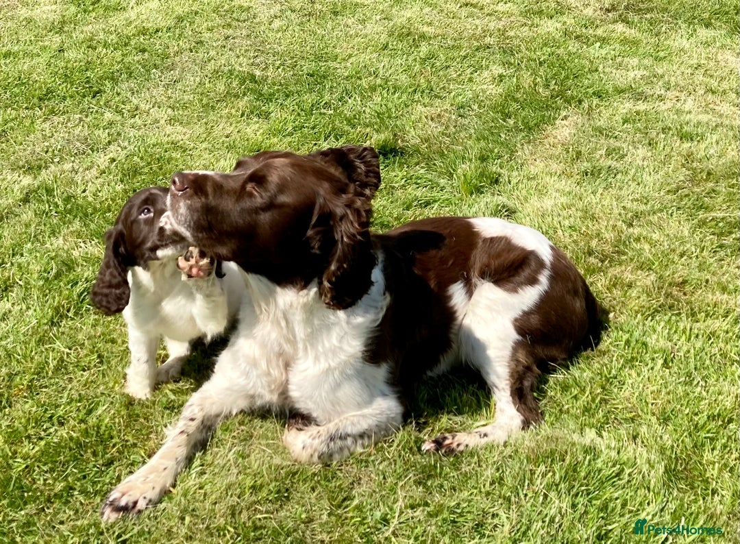 English Springer Spaniel dogs for sale: English Springer Spaniel Pups  - Image 8