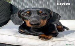 Miniature Dachshund dogs for sale: Silver dapple miniature dachshund dog - Image 7