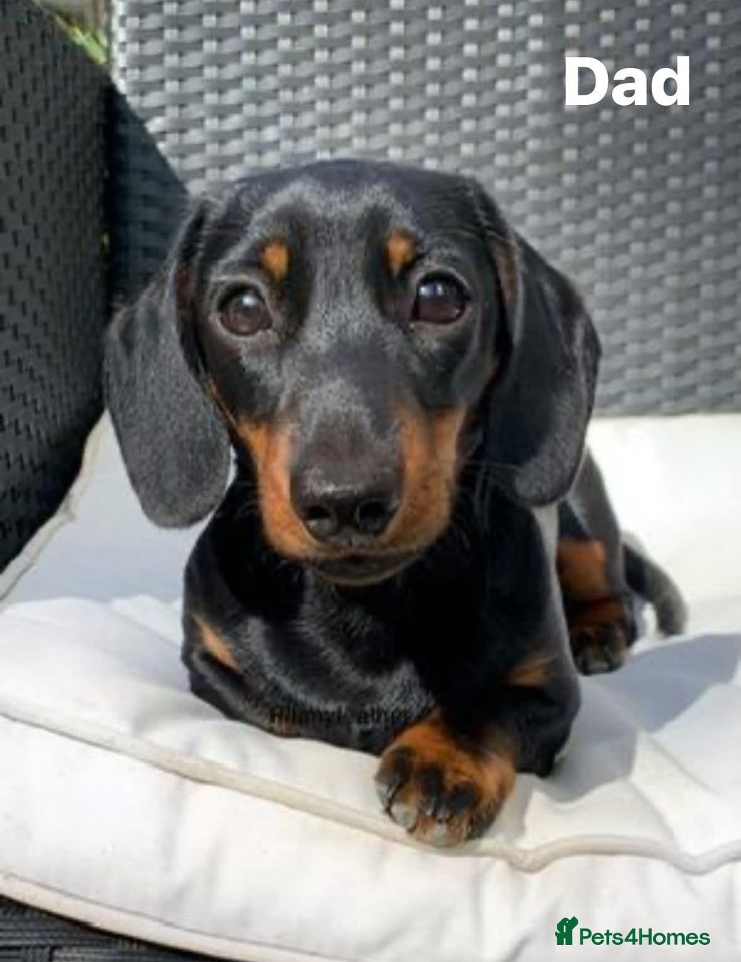 Miniature Dachshund dogs for sale: Silver dapple miniature dachshund dog - Image 7