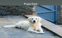 Golden Retriever dogs for sale: Exceptional Big kc puppies (licensed breeder) ⭐  - Image 9