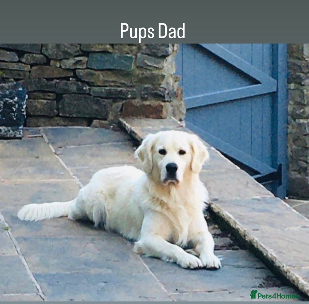 Golden Retriever dogs for sale: Exceptional Big kc puppies (licensed breeder) ⭐  - Image 9