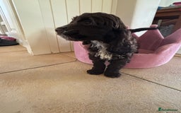 Cockapoo dogs for sale: ⭐️ Stunning Rare Coloured F1 Miniature Cockpoos ⭐️ - Image 6