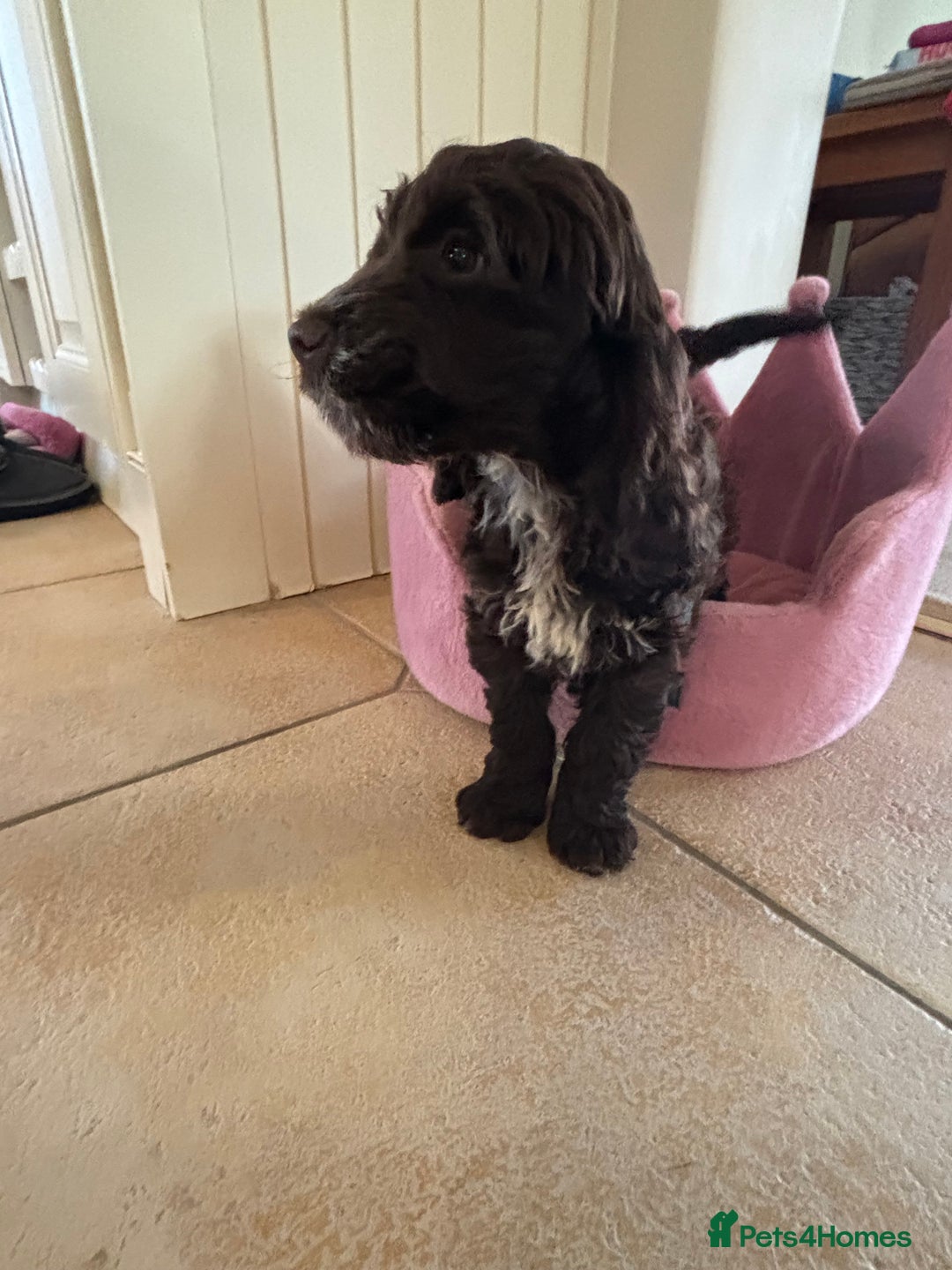 Cockapoo dogs for sale: ⭐️ Stunning Rare Coloured F1 Miniature Cockpoos ⭐️ - Image 6