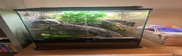 Gecko reptiles for sale: Crested gecko plus Bio active set up in Middlesbrough - Advert 1